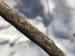 Hysterium angustatum