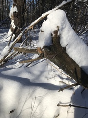 Hysterium angustatum