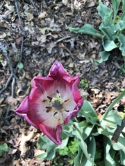 Tulipa