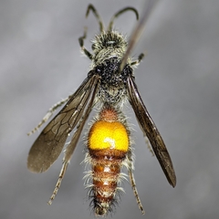 Dasymutilla saetigera