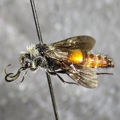 Dasymutilla saetigera