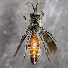 Dasymutilla saetigera