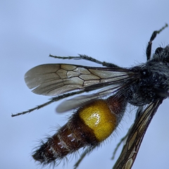 Dasymutilla saetigera