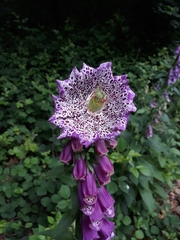Digitalis purpurea
