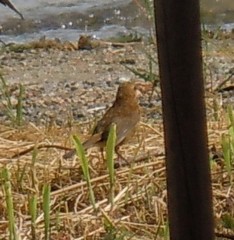 Turdus merula azorensis