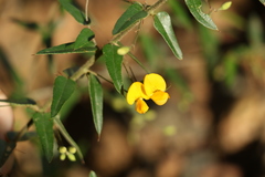 Podolobium aciculiferum