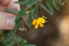 Podolobium aciculiferum