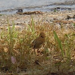 Turdus merula azorensis