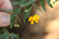 Podolobium aciculiferum