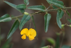 Podolobium aciculiferum