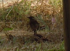 Turdus merula azorensis