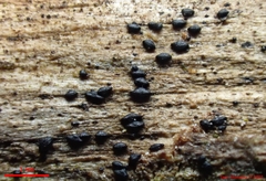 Hysterium angustatum