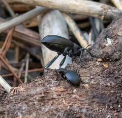 Scaphinotus interruptus