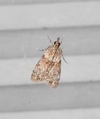 Eudonia subditella