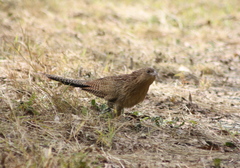 Centropus phasianinus phasianinus