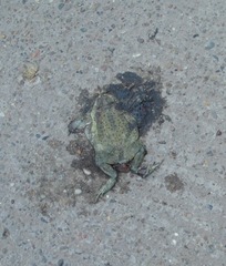 Rhinella arenarum