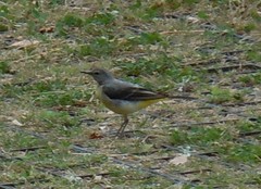 Motacilla cinerea patriciae