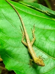 Anolis unilobatus