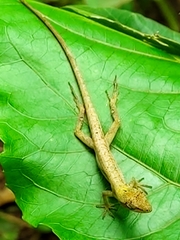 Anolis unilobatus