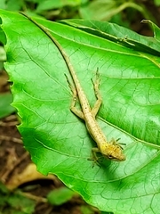 Anolis unilobatus