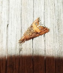 Glaucocharis chrysochyta