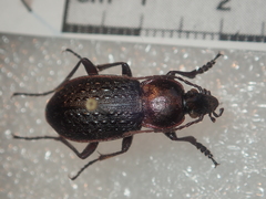 Carabus tuberculosus