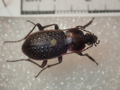 Carabus tuberculosus