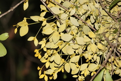 Notothixos subaureus