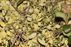 Notothixos subaureus