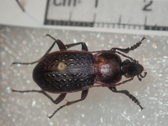 Carabus tuberculosus