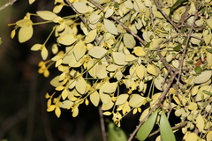 Notothixos subaureus