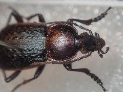 Carabus tuberculosus
