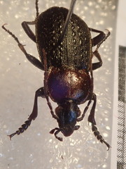 Carabus tuberculosus