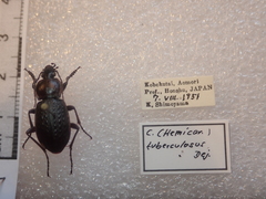 Carabus tuberculosus