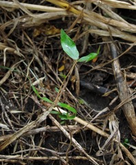 Blepharocalyx salicifolius