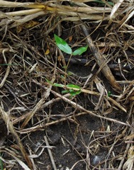 Blepharocalyx salicifolius