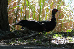 Cairina moschata domestica