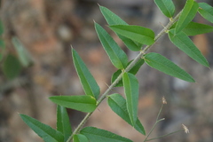 Podolobium aciculiferum