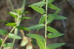 Podolobium aciculiferum