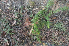 Podolobium aciculiferum