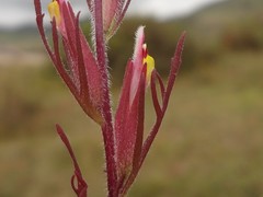 Castilleja cerroana