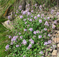 Ziziphora puschkinii