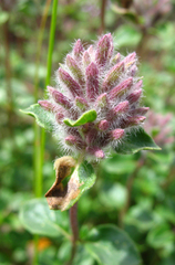 Ziziphora puschkinii