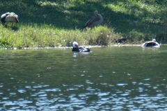 Cairina moschata domestica