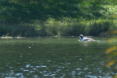 Alopochen aegyptiaca