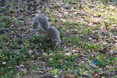 Sciurus carolinensis