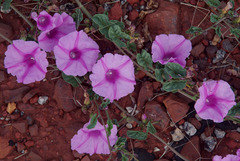 Ipomoea muelleri