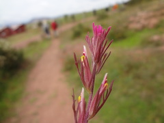 Castilleja cerroana