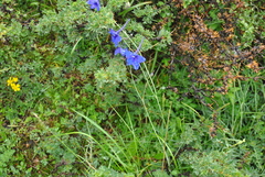 Delphinium caeruleum