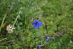Delphinium caeruleum